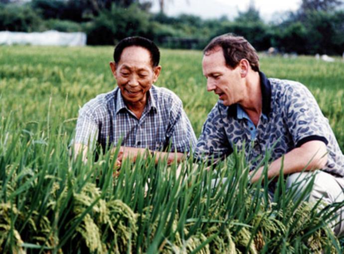 袁隆平 杂交水稻