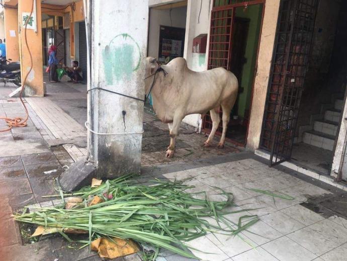 店铺五脚基养牛