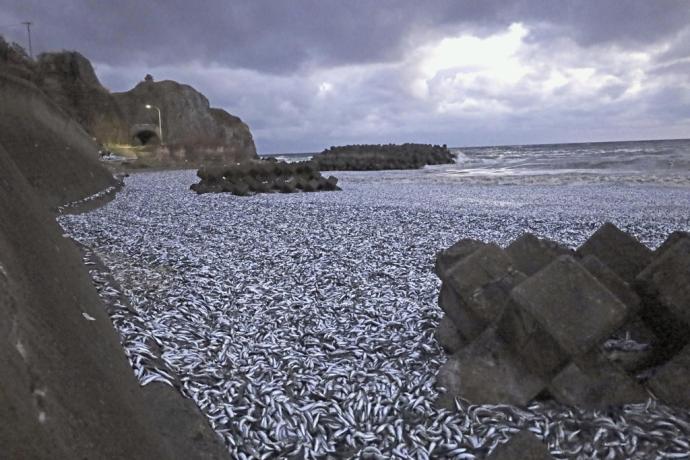 北海道 鱼尸