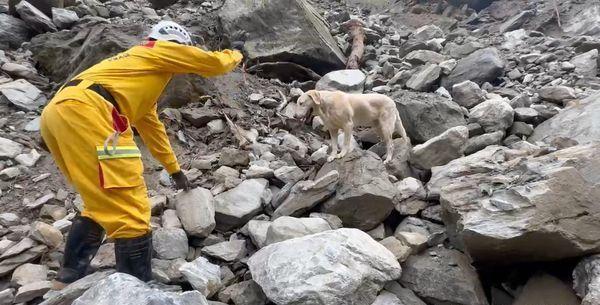 台湾地震 搜救犬Roger