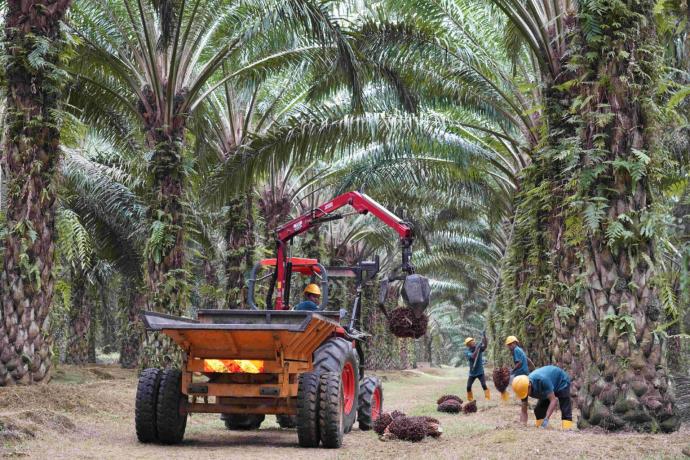 柔佛种植集团 Johor Plantations Group 