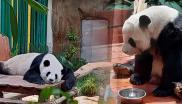 熊猫 “兴兴”
